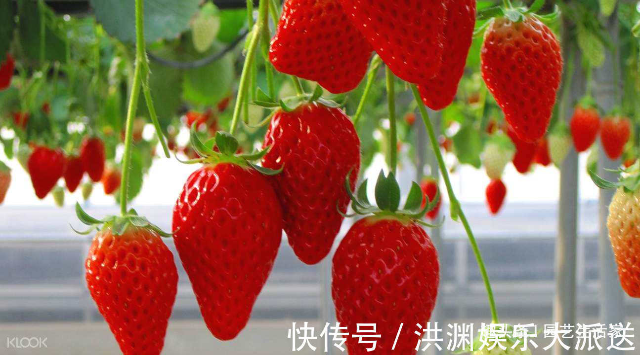 园艺|李大姐这样养盆栽草莓,一次结了500颗,快要长成草莓墙,超赞