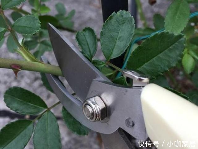 不生长|冬季给月季修剪别盲目,要学会“2看”,准时修剪才能春季开爆!