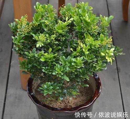 “3种树”养客厅，香味浓，比空气“清新剂”都好，除味杀菌！