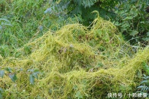 农村这野草价值很珍贵,如今要20元一斤,遇到请珍惜