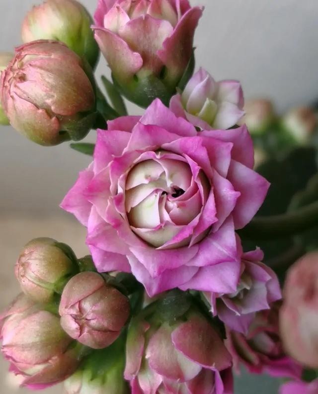 花色|75个长寿花品种，一个比一个美，一起来认识一下吧！