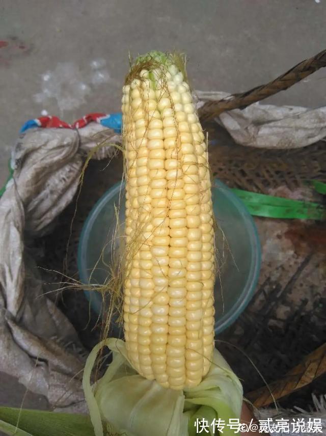 玉米粒|2个月没在家,厨房的菜变成小森林,再也不用买花了!水培蔬菜盆