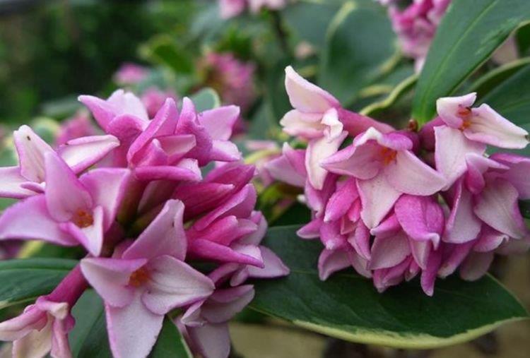 4种花“寓意好”,招财纳福,看一眼就心醉,太漂亮了