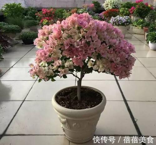 三角梅,不开花学会小窍门,一年开花多次,直接爆盆