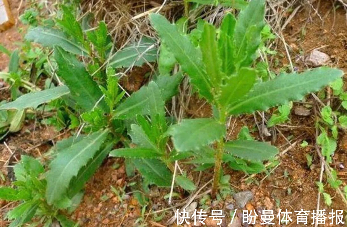 野果|农村一种常见植物，虽然浑身带刺，但全身都可以入药