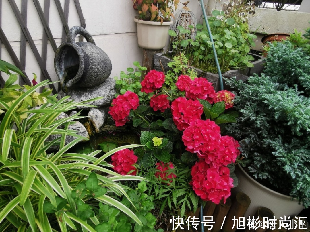 10种花，一天不见水就萎缩，狂补水就对了！