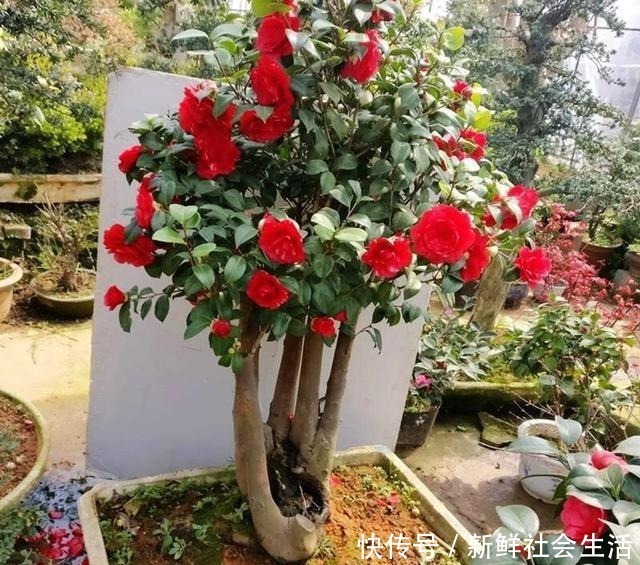 花石榴|4种花，不怕炎热不怕“寒冷”，真的好养又漂亮，谁都能养爆盆！