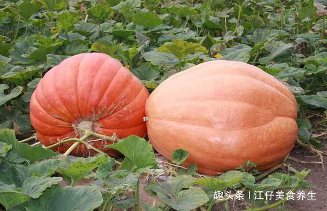 禁忌|南瓜好吃,但却不能乱吃,吃南瓜有1大禁忌,还有人傻傻不清楚