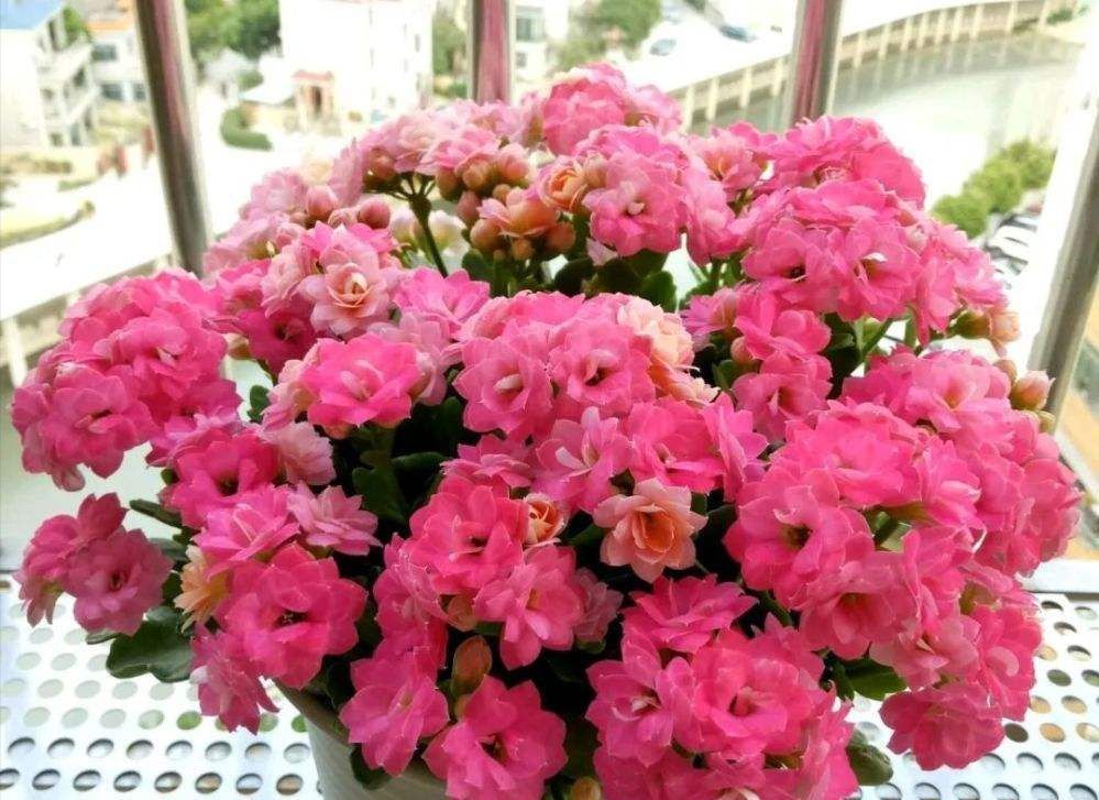 养不死的几种花,独特有格调,颜值超高超美的