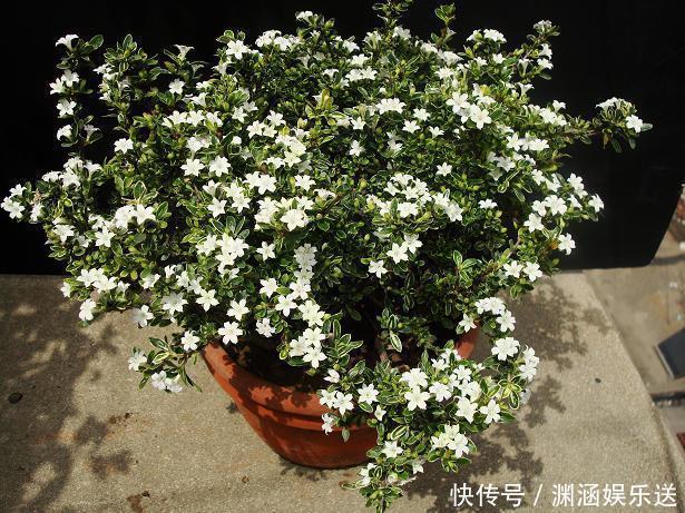 沙漠玫瑰|这几款花卉,堪称花界“开花机器”,盆栽上几种,花开繁华又浪