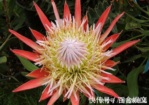 自然界|富丽堂皇的帝王花，这才是自然界的花中之王
