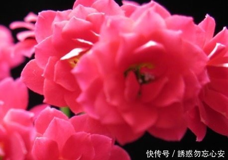 三元缓释肥|家养长寿花总是难开花做好这几个小细节,轻松花开爆满盆