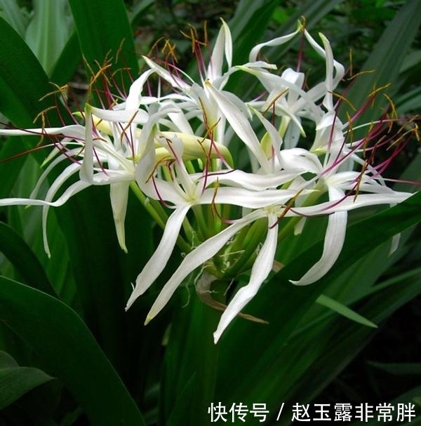 养花常见问题汇总，这5种植物，你注意这几点！