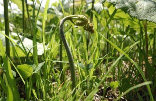 山菜|被誉为“山菜之王”的野菜，农村山坡上很常见，城里人表示吃不起