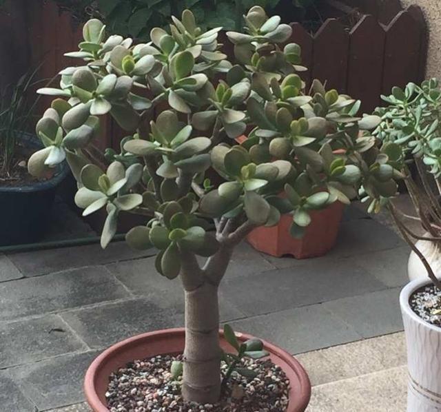 枝条|一年四季这么养玉树,枝叶庞大碧绿,寿命长,变成老桩更漂亮