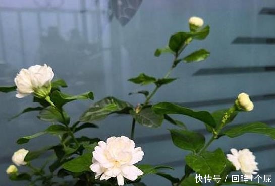 养茉莉花，2个“时机”强修剪，植株矮壮，花量“暴增”！