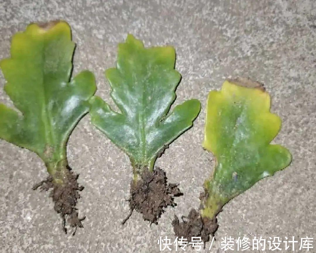 芦荟|8种花像“老母猪”,种一棵,生一窝,多得没地方养