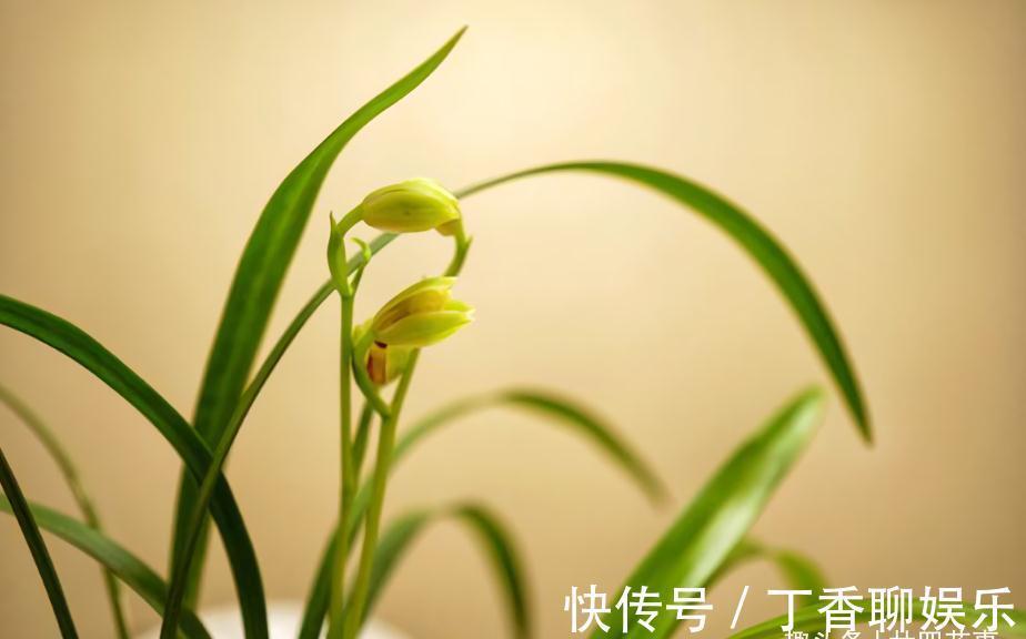 花苞|秋天养兰花，遇上“消苞”很郁闷，教你“护苞6招”，放心等花开