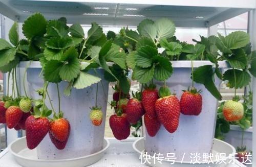 盆栽养花,不如养“草莓”,盆边挂满几十个,好吃的流口水!