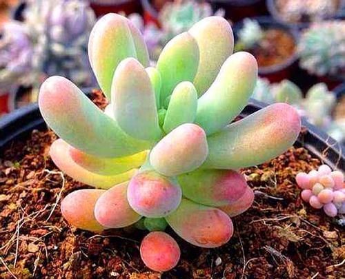 多肉乙女心，天暖盆栽时多晒太阳、适量低温才能让叶子越长越美