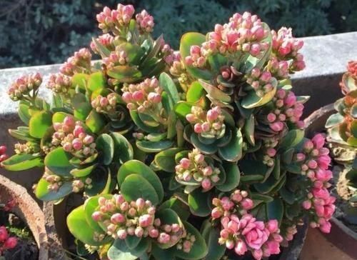 营养液|什么营养液也不如这种神仙水,半月浇一勺,养什么花都长势旺