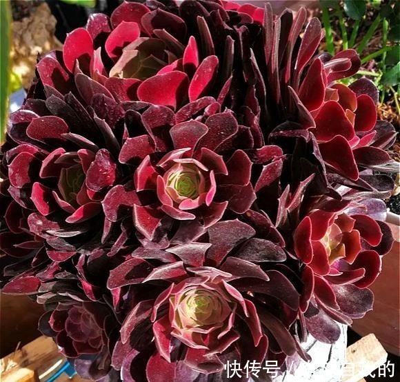 比“玫瑰”还漂亮，养成老桩就是一束手捧花，难怪有人养了几十盆！