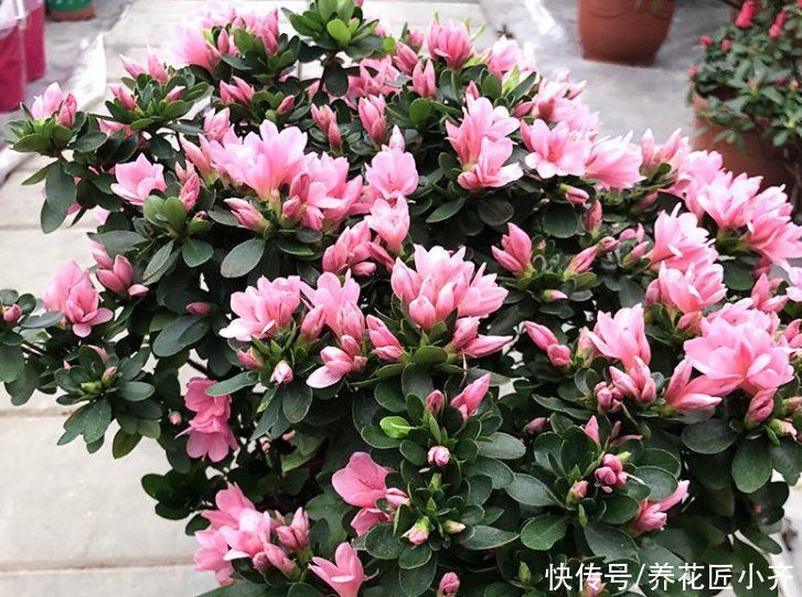 杜鹃花开败后，先做好修剪，使用两种“液体”，新芽又粗又壮