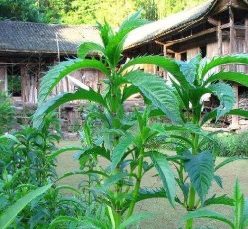银条菜|这野菜是埋在地下的“银条”,药用堪比虫草,一斤6百让人吃不起