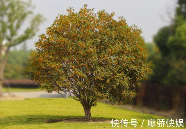 砍树!吴刚砍树中国人都知道,可吴刚究竟为什么非要和一棵桂树较劲呢