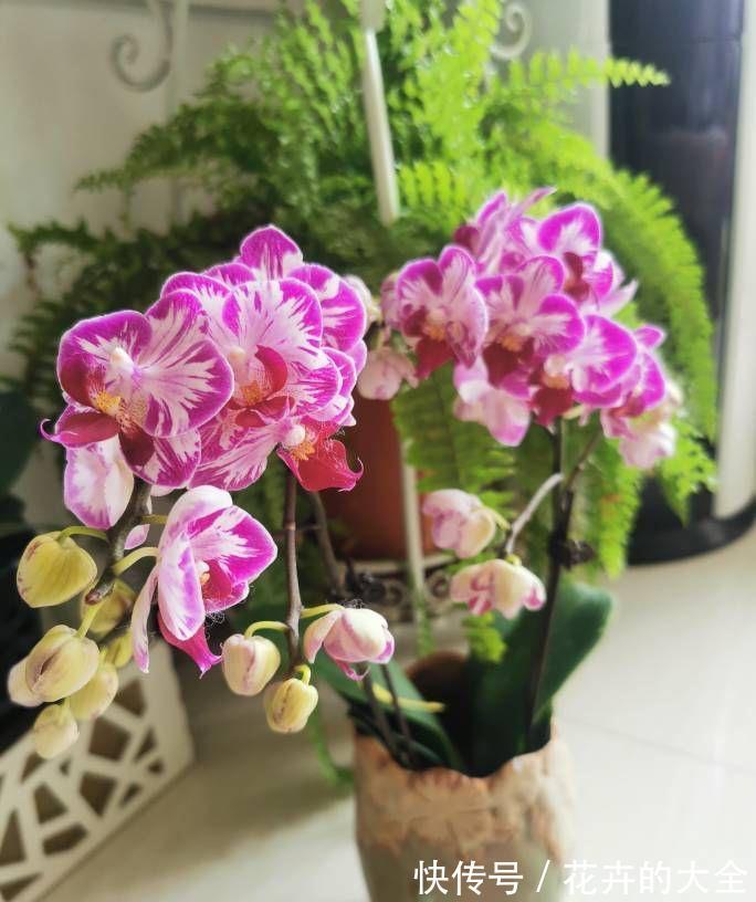 5种“漂亮花”，冬天也开花，趁着现在种，便宜好养活