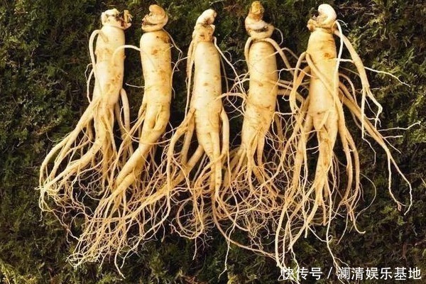 冷沙拉|农村一种“假人参”,营养大的惊人,可吃可入药,见到不要错过