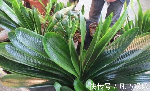 君子兰浇点“薄肥水”,疯长如白菜,冒出十个芽,变成“大群兰”