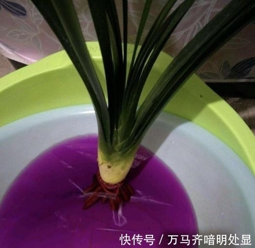 家里的“3种药片”,拿来养花,根系健康更壮,真是“好宝贝”