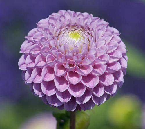 这4种花爱演戏,冬季“装死”,这时不管它,明年能早早开花