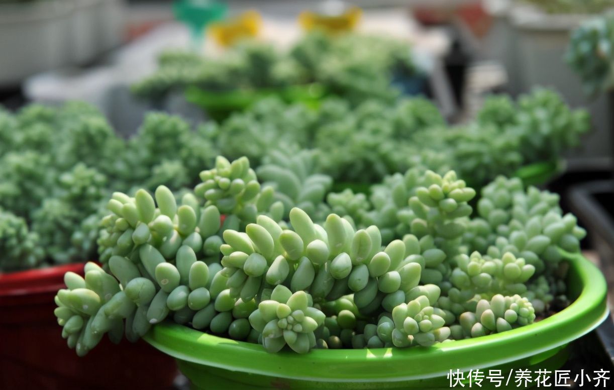 多肉植物|新手阳台养多肉的2个“烦恼”,不要着急,要针对“问题”去解决