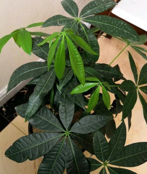 盆栽文竹、吊兰、发财树,枝叶过密招蚊虫该怎么办剪剪就变美