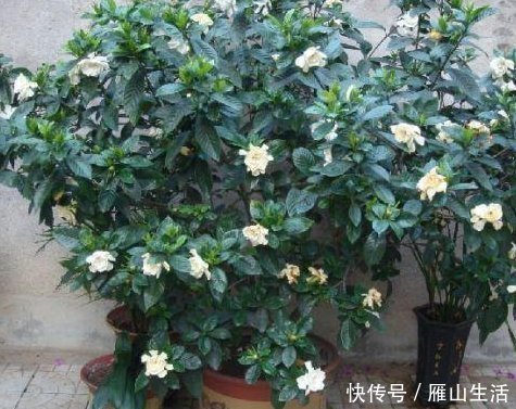茉莉花|聪明人养花,这3种“花”怎样也要养一盆,每年能省不少医药费