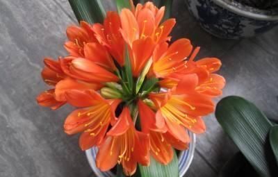 大花|张大爷养君子兰,白天喝口酒,晚上闷上头,20天窜出大花箭!