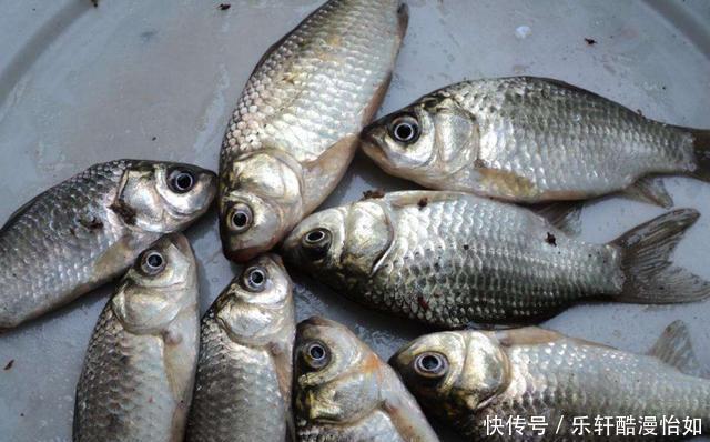 鲫壳|老人俗话“割肉不割槽头肉,买鱼不买鲫壳鱼”,你知道啥意思吗