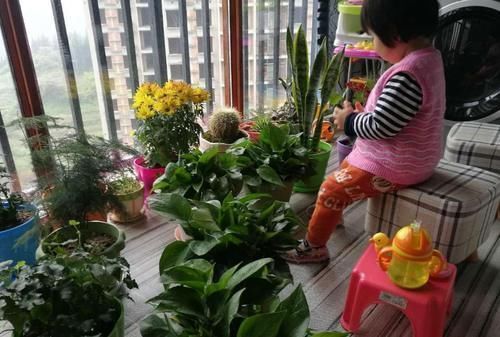 兰花|养花“达人”的“4不”规则,你知道吗?早点落实早受益