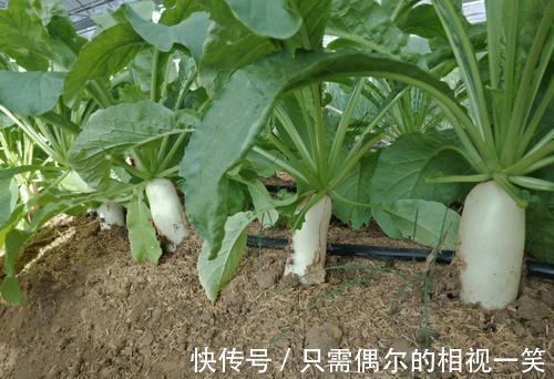 白菜|我在非洲打工，每天都吃白菜鸡蛋，很多人喜欢种菜