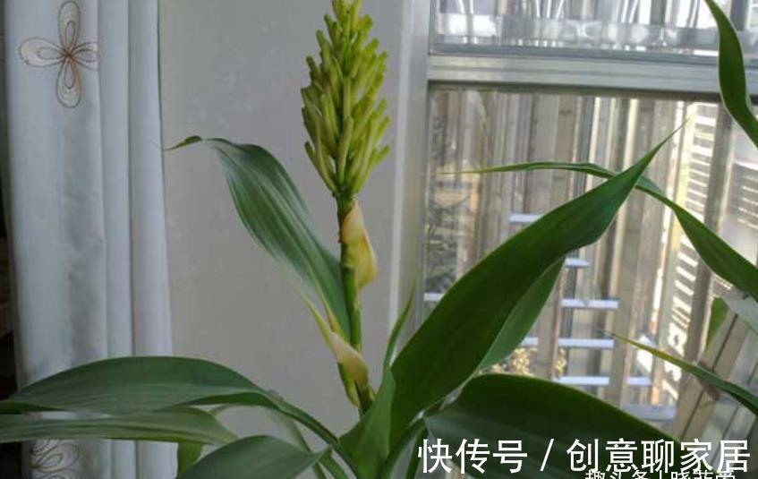 金钱树|6种植物，花开富贵“好兆头”，能养开花“不简单”