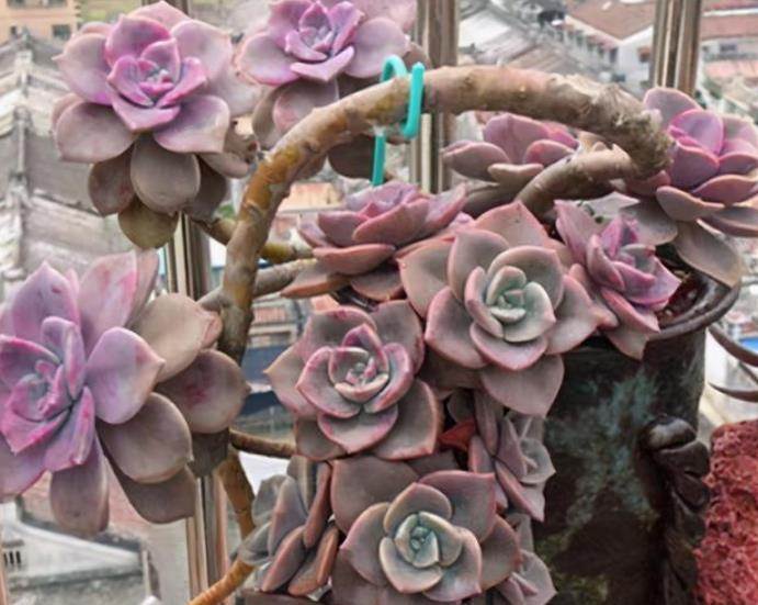 十月养多肉,教你几个小技巧,快速上色,30天养成群生肉墩子