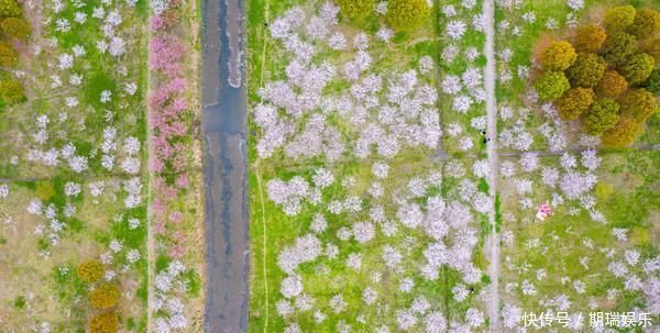 钱塘江边最美樱花林，共有6000余株，现已竞相开放犹如童话世界