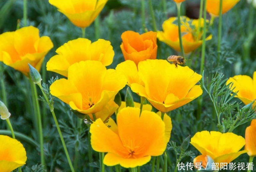 此花花形呈扇形,花瓣本身还泛着丝绸的光泽,让人忍不住驻足停留