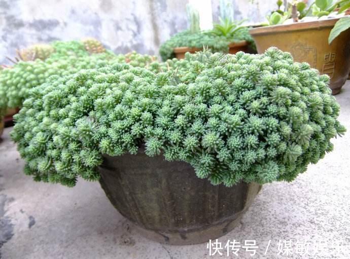 家居养花史上最容易爆盆的多肉植物,多肉爆盆就是这么简单