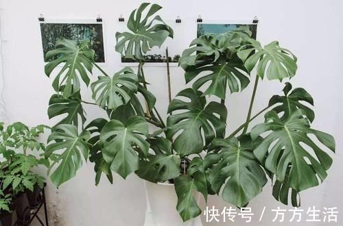 龟背竹|家里养花选它,好养又好看,空气更清新,是盆栽佳品