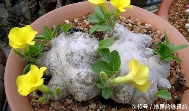 4种高贵的多肉，很多人只听过名字，却没养过，直呼养不起！