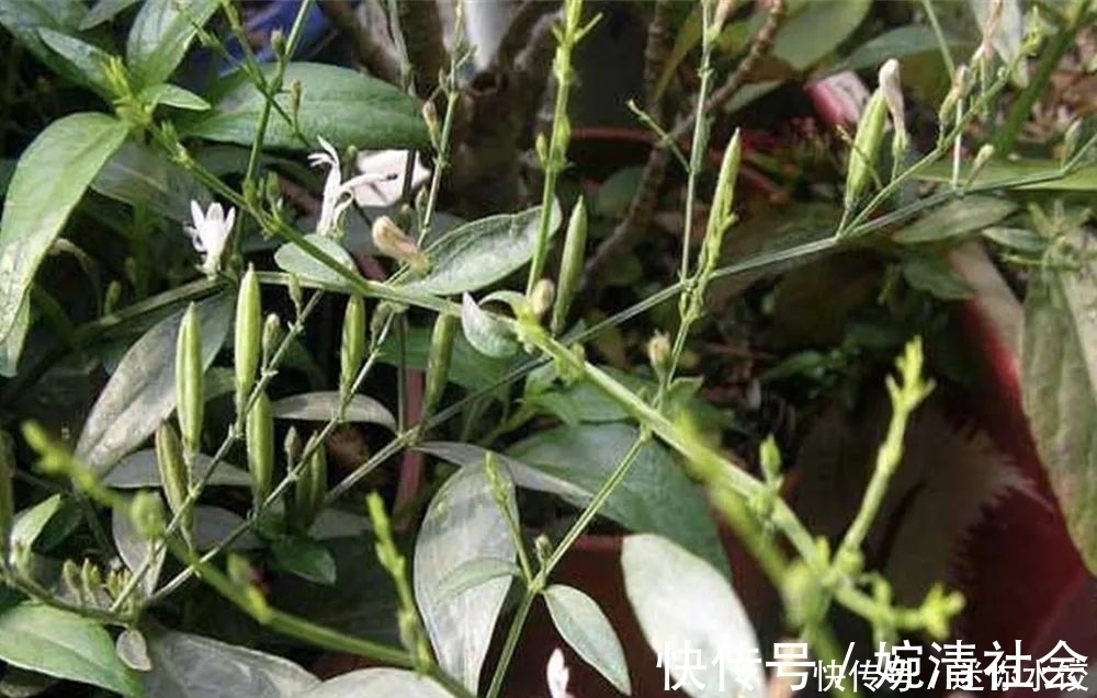 菜市场|俗称“苦王”,若在野外遇到,别当杂草,它可是珍贵的穿心莲