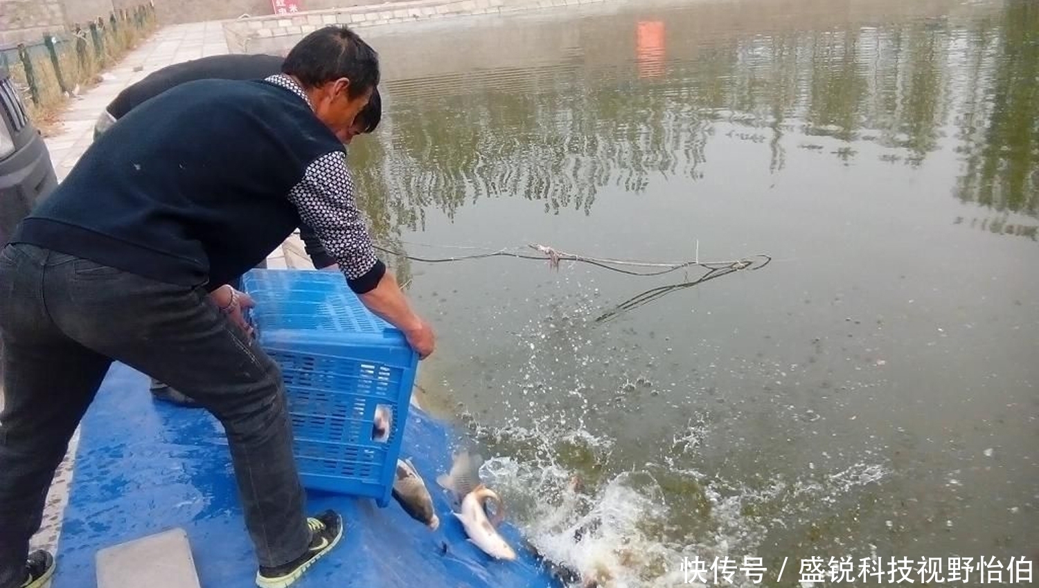 黑坑|当黑坑新鲤鱼和回锅鲤鱼混放时,饵料的味型搭配方法和垂钓技巧